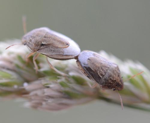 Neottiglossa bifida